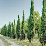 Fattoria Gli Ziri Villa